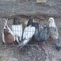 کبوتر