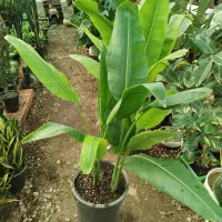 گل فروشی|گل و گیاه طبیعی|آزادشهر, |دیوار