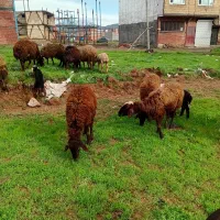 ۳ راس گوسفند و بره با ۷ راس کاور ماده درجه یک