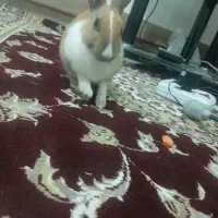 خر گوش خانگی