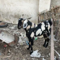 نر بز گوشتی