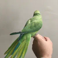 طوطی ملنگو نر معاوضه با قناری یا سهره|پرنده|تهران, جوادیه تهرانپارس|دیوار