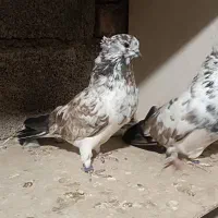 کبوتر نسل قدیم سروکله دار|پرنده|آق قلا, |دیوار