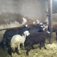 میش بره جفتی