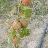 فروش گلابی درگزی
