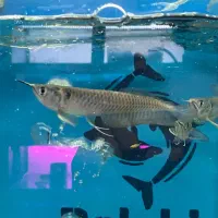 ماهی وآکواریوم