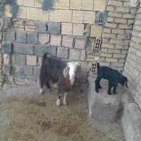 بز و بزغاله جوان