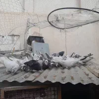 ۴۵ عدد کبوتر|پرنده|رودهن, |دیوار