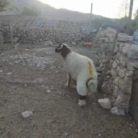 قوچ‌ داشتی ۴ سال به شرط