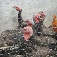 بوقلمون برنز سینه پهن هفت ماهه