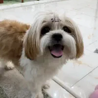 شیتزو فلت ماده