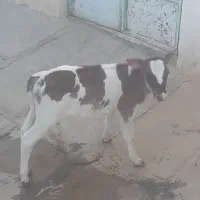 دو راس گاو|حیوانات مزرعه|دیواندره, |دیوار