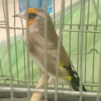 سهره دورگ کرمونی جوجه پارسال|پرنده|تهران, حر|دیوار