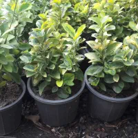 شمشادطلایی ویوکاوپالم|گل و گیاه طبیعی|رحیم‌آباد, |دیوار