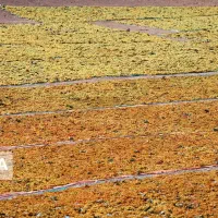 کشمش سبزه تیزابی و انگوری|حراج|ملایر, |دیوار