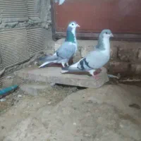 یک جفت دمگیر