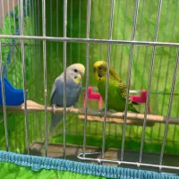 یک جفت مرغ عشق نر و ماده