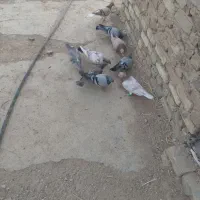 ۹تا کفتر پرشی دانه 170|پرنده|بشاریات, |دیوار