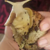 حلزون آلبینو