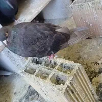 ۸ عدد کبوتر|پرنده|سردشت, |دیوار