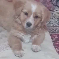 سگ تزیینی(پامراشپیتز)|سگ|کرمان, |دیوار