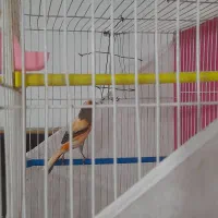 سه عددقناری|پرنده|مشهد, رده|دیوار