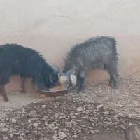 بزغاله نر|حیوانات مزرعه|لالجین, |دیوار