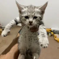 گربه برفی|گربه|تربتحیدریه, مظفریه|دیوار