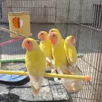 طوطی برزیلی