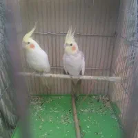 عروس هلندی مولد