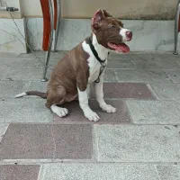 توله پیت بول ۵ ماه