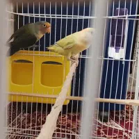 کوتوله باقفس