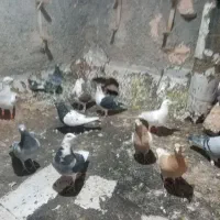 ۱۲عدد پرنده پرشی همه زدوخوردی مال تیغه