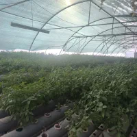 تجهیزات کشت هیدروپونیک و بستر کشت|خدمات باغبانی و درختکاری|مشهد, سازمان آب|دیوار