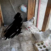 کبوتر سرور،سنجابی