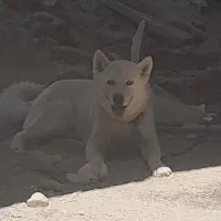 سگ هاسکی|سگ|گلپایگان, |دیوار