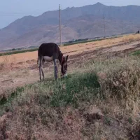 کره خر نر گله ای هشت ماهه سواری میده