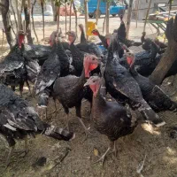 بوقلمون|حیوانات مزرعه|بزینه رود, |دیوار