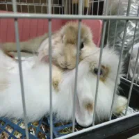 خرگوش لپ ناز