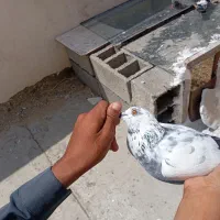 کفتر|پرنده|چابهار, |دیوار