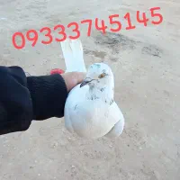 کفتر|پرنده|زرندیه, |دیوار