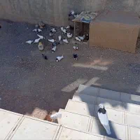 ۳۲تاکفترپرشی وجفتگاه ارزون|پرنده|سبزوار, هویزه|دیوار