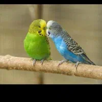 یه جفت مرغ عشق|پرنده|مشهد, رضاییه|دیوار