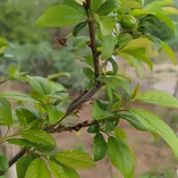منظره ای عالی کنار جنگل