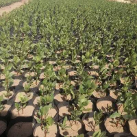 فروش نهال تازه کشت پایه بادامی