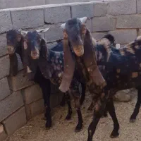 بز کامور پتیری و سانن|حیوانات مزرعه|بردسکن, |دیوار