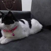 گم شده|حیوانات|رشت, حمیدیان|دیوار