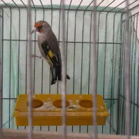 سهره کرمانی نر