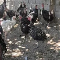 بوقلمون برنز اصل