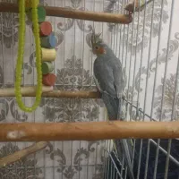 جوجه عروس هلندی سه ماهه رام